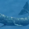 Realistic Sperm Whale Rigged 3D Model 3D Model Creature Guard 39