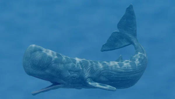 Realistic Sperm Whale Rigged 3D Model 3D Model Creature Guard 12