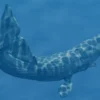 Realistic Sperm Whale Rigged 3D Model 3D Model Creature Guard 41
