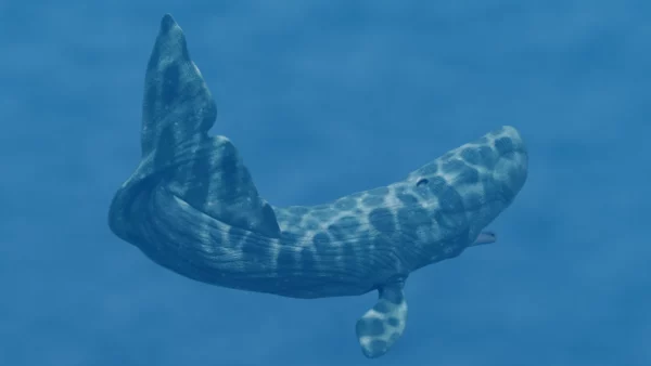 Realistic Sperm Whale Rigged 3D Model 3D Model Creature Guard 14