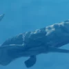 Realistic Sperm Whale Rigged 3D Model 3D Model Creature Guard 42