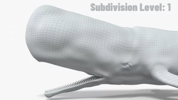 Realistic Sperm Whale Rigged 3D Model 3D Model Creature Guard 23