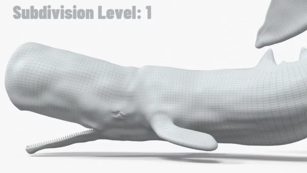Realistic Sperm Whale Rigged 3D Model 3D Model Creature Guard 24