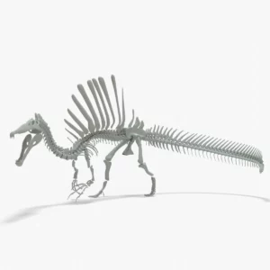 Spinosaurus 3D Model Rigged Skeleton