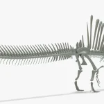 Spinosaurus Skeleton 3D Model