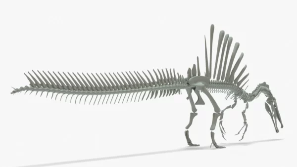 Spinosaurus Skeleton 3D Model