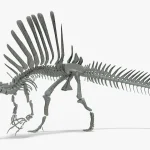 Spinosaurus Skeleton 3D Model