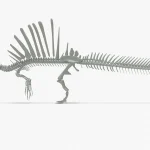 Spinosaurus Skeleton 3D Model