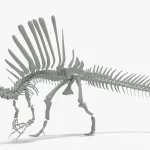Spinosaurus Skeleton 3D Model