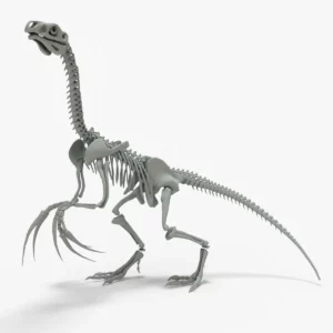 Therizinosaurus 3D models skeleton