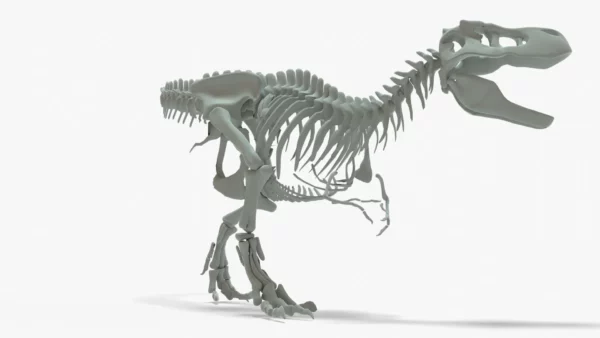 Tyrannosaurus Rex 3D Model Rigged Basemesh Skeleton 3D Model Creature Guard 13