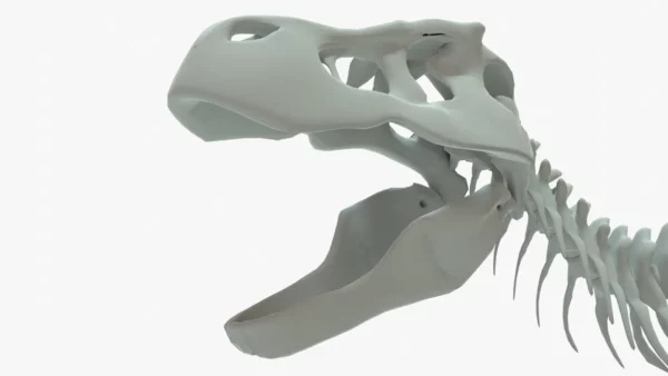 Tyrannosaurus Rex 3D Model Rigged Basemesh Skeleton 3D Model Creature Guard 15