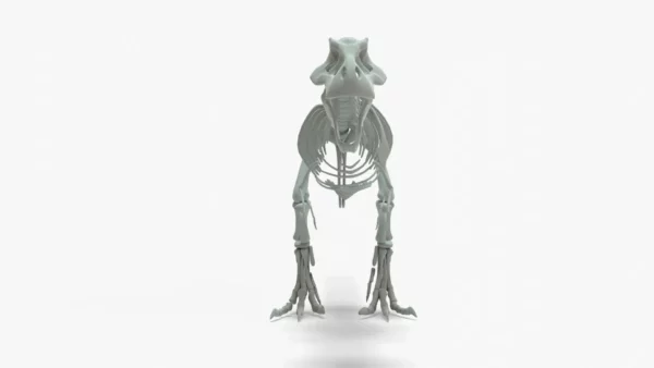 Tyrannosaurus Rex 3D Model Rigged Basemesh Skeleton 3D Model Creature Guard 17