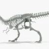 Tyrannosaurus Rex 3D Model Rigged Basemesh Skeleton 3D Model Creature Guard 35