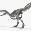 T-Rex skeleton 3D Model