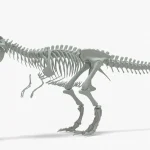 Tyrannosaurus Rex skeleton 3D Model