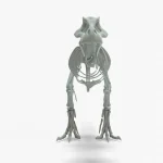 Tyrannosaurus Rex skeleton 3D Model
