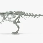 Tyrannosaurus Rex skeleton 3D Model