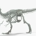 Tyrannosaurus Rex skeleton 3D Model