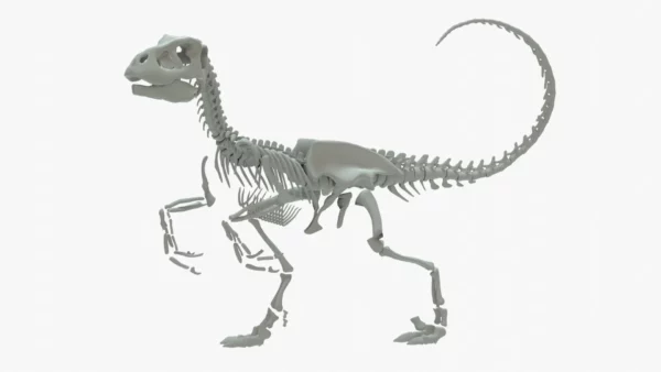 Velociraptor 3D Model Rigged Basemesh Skeleton 3D Model Creature Guard 8