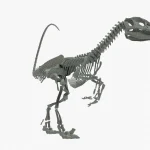 Velociraptor Skeleton 3D Model