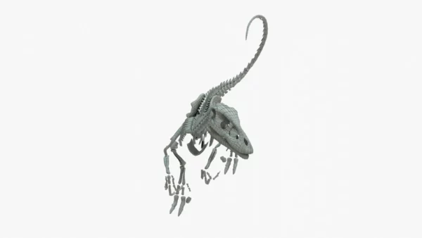 Velociraptor 3D Model Rigged Skeleton 3D Model Creature Guard 14