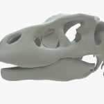 Velociraptor Skeleton 3D Model