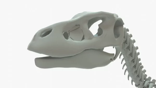 Velociraptor Skeleton 3D Model