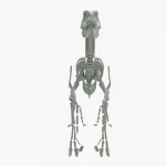 Velociraptor Skeleton 3D Model