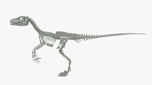 Velociraptor 3D Model Rigged Skeleton 3D Model Creature Guard 18