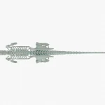 Velociraptor Skeleton 3D Model
