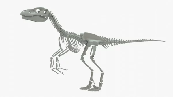 Velociraptor 3D Model Rigged Skeleton 3D Model Creature Guard 3