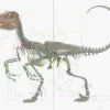 Velociraptor 3D Model Rigged Skeleton 3D Model Creature Guard 43