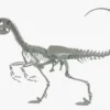 Velociraptor 3D Model Rigged Skeleton 3D Model Creature Guard 27