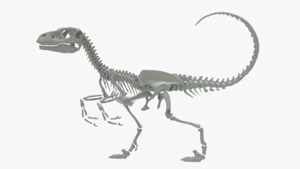 Velociraptor 3D Model Rigged Skeleton 3D Model Creature Guard 5