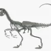 Velociraptor 3D Model Rigged Skeleton 3D Model Creature Guard 28