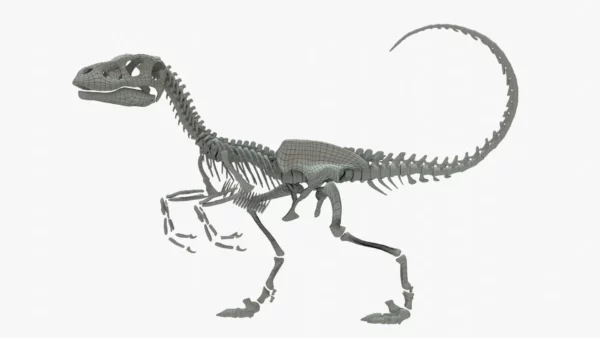Velociraptor 3D Model Rigged Skeleton 3D Model Creature Guard 6