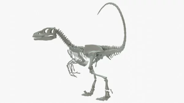 Velociraptor 3D Model Rigged Skeleton 3D Model Creature Guard 7