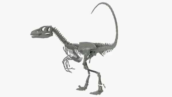 Velociraptor 3D Model Rigged Skeleton 3D Model Creature Guard 8