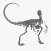 Velociraptor 3D Model Rigged Skeleton 3D Model Creature Guard 32