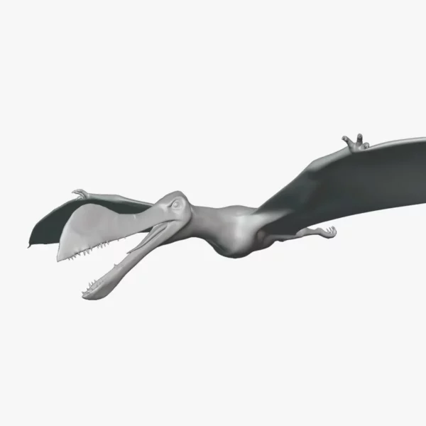 Ornithocheirus Basemesh 3D Model Free Download 3D Model Creature Guard