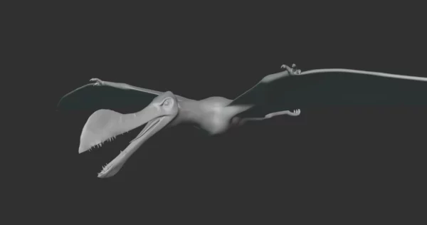 Ornithocheirus Basemesh 3D Model Free Download 3D Model Creature Guard 3