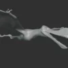Ornithocheirus Basemesh 3D Model Free Download 3D Model Creature Guard 13