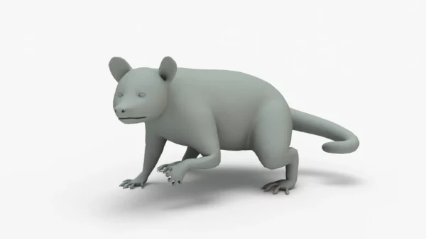 Raccoon 3D Model