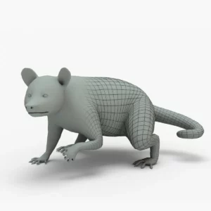 Raccoon 3D Model Rigged Basemesh