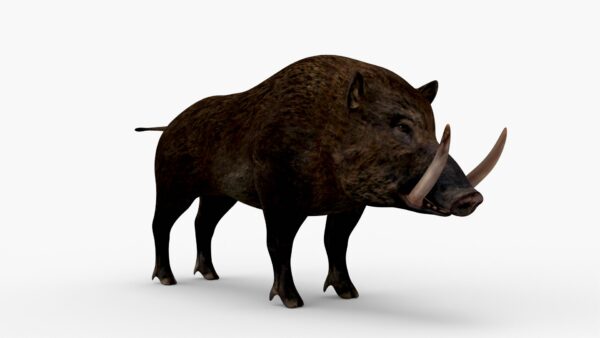 Wild Boar 3D Model Free Download 3D Model Creature Guard 2