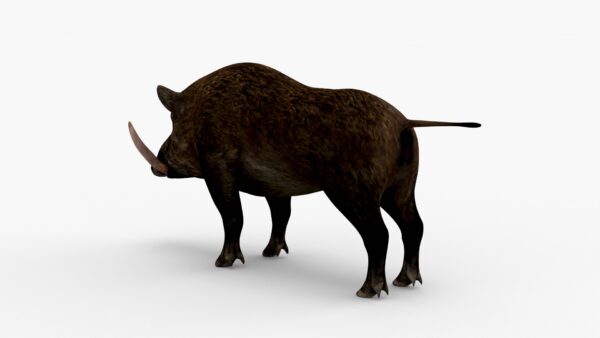Wild Boar 3D Model Free Download 3D Model Creature Guard 7