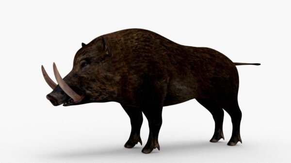 Wild Boar 3D Model Free Download 3D Model Creature Guard 3
