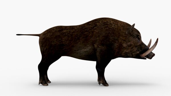 Wild Boar 3D Model Free Download 3D Model Creature Guard 6