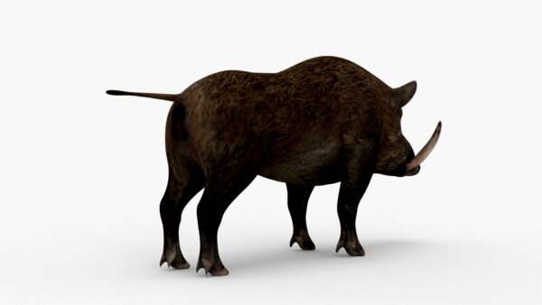 Wild Boar 3D Model Free Download 3D Model Creature Guard 5